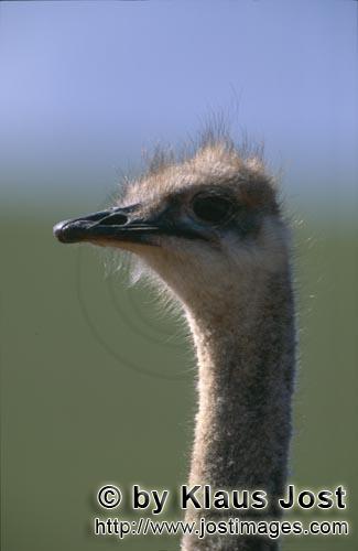 Ostrich/Strauß/Struthio camelus australis        Charakteristisches Strauß Kopfportraet        