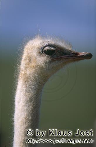 Ostrich/Strauß/Struthio camelus australis        Vogel Strauß Portraet        Strauße sind