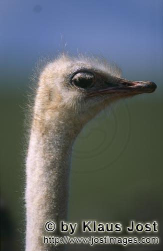 Ostrich/Strauß/Struthio camelus australis        Markantes Vogel Strauß Portraet        Strauß
