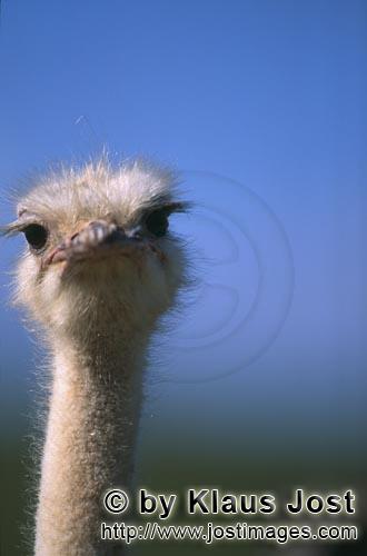 Ostrich/Strauß/Struthio camelus australis        Irgendwie drollig aussehend: Vogel Strauß       