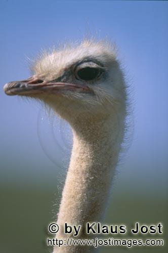Ostrich/Strauß/Struthio camelus australis        Eindrucksvolles Strauß Portraet        Strauß