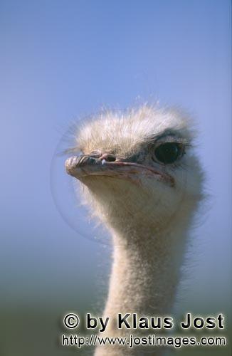 Ostrich/Strauß/Struthio camelus australis        Kopfportraet Vogel Strauß         Strauße