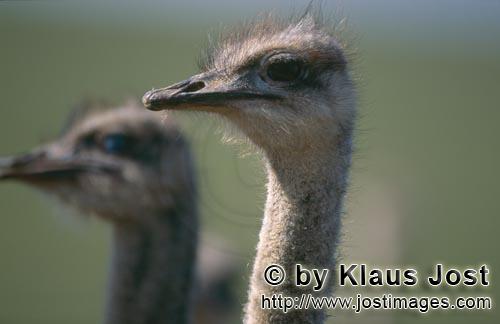 Ostrich/Strauß/Struthio camelus australis        Konzentrierter Strauß        Strauße sind