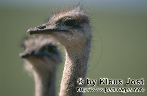 Ostrich/Strauß/Struthio camelus australis        Vogel Strauß Seitenkopfportraet        Strauß