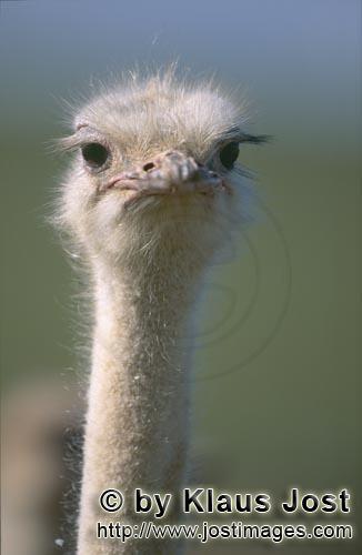 Ostrich/Strauß/Struthio camelus australis        Nachdenklicher Vogel Strauß         Strauße</