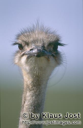 Ostrich/Strauß/Struthio camelus australis        Vogel Strauß zeigt großes Interesse        Strau