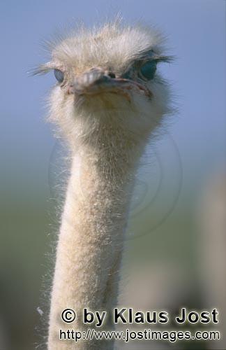 Ostrich/Strauß/Struthio camelus australis        Erwartungsvoll blickender Strauß         Strau