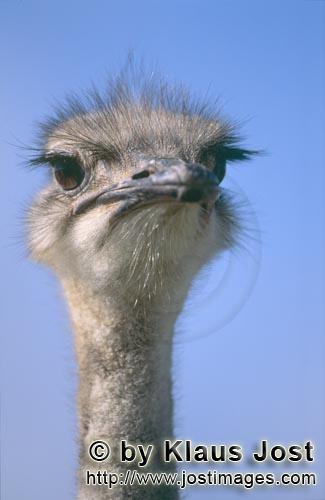 Ostrich/Strauß/Struthio camelus australis        Vogel Strauß von seiner besten Seite        St