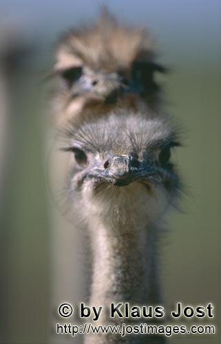 Ostrich/Strauß/Struthio camelus australis        Vogel Strauß eye-catcher Portraet         Stra