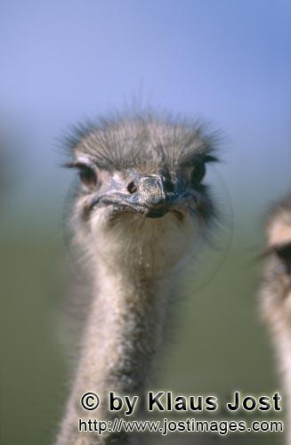 Ostrich/Strauß/Struthio camelus australis        Strauß beurteilt die Lage        Strauße 