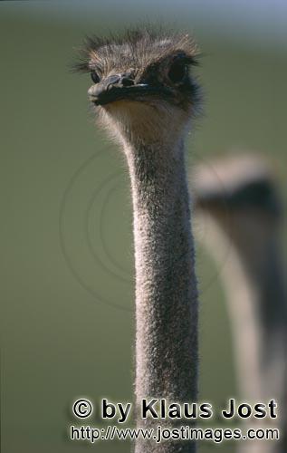 Ostrich/Strauß/Struthio camelus australis        Beobachtender Strauß        Strauße sind 