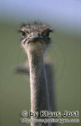 Ostrich/Strauß/Struthio camelus australis        Auge in Auge mit Vogel Strauß        Strauße<