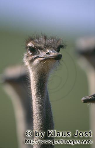 Ostrich/Strauß/Struthio camelus australis        Der Strauß ist der groeßte lebende Vogel        