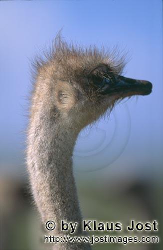 Ostrich/Strauß/Struthio camelus australis        Seitliches Straußkopf Portraet        Strauße