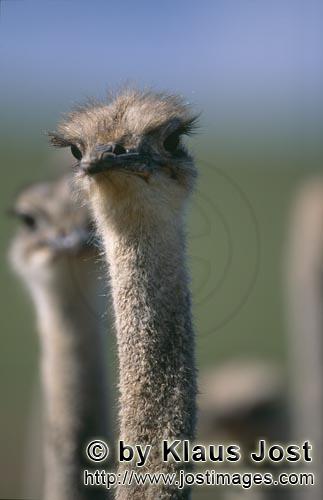 Ostrich/Strauß/Struthio camelus australis        Interessierter Vogel Strauß        Strauße</b