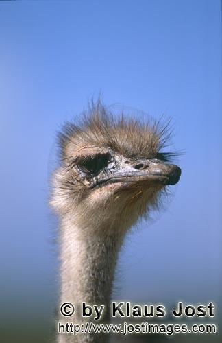 Ostrich/Strauß/Struthio camelus australis        Vogel Strauß Portraet        Strauße sind