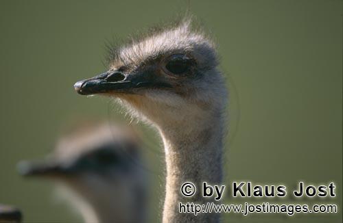 Ostrich/Strauß/Struthio camelus australis        Interessiert schauender Strauß        Strauße