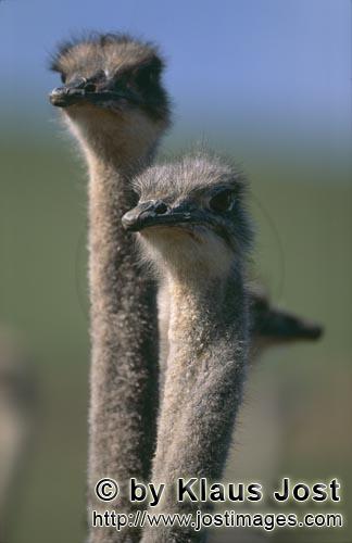 Ostrich/Strauß/Struthio camelus australis        Imposantes Portraet zweier Strauße        Stra