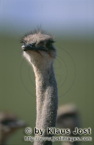 Ostrich/Strauß/Struthio camelus australis        Der Strauß zeigt sich von der besten Seite      