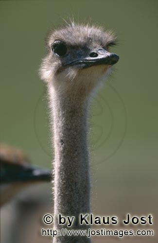 Ostrich/Strauß/Struthio camelus australis        Strauß Portraet auf offenem Feld        Strau