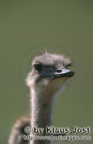 Ostrich/Strauß/Struthio camelus australis        Strauß freut sich des Lebens        Strauße</
