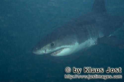 Weißer Hai/Great White shark/Carcharodon carcharias        Baby Weißer Hai unterwegs im planktonre
