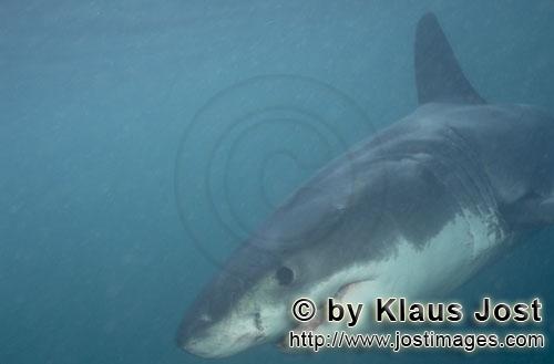 Weißer Hai/Great White shark/Carcharodon carcharias        Baby Weißer Hai im planktonreichen Wasser  
