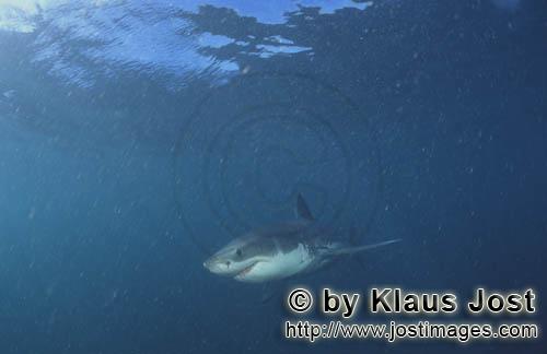 Weißer Hai/Great White shark/Carcharodon carcharias        Baby Weißer Hai im planktonhaltigen Was