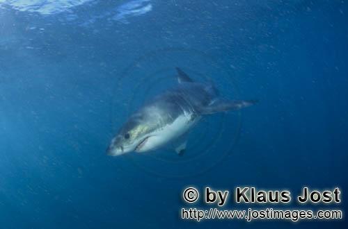 Weißer Hai/Great White shark/Carcharodon carcharias        Baby Weißer Hai im lichtdurchfluteten W