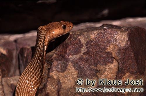 Kapkobra/Cape Cobra/Naja nivea        Das Auge der Kapkobra leuchtet in der Sonne        Naja nivea</