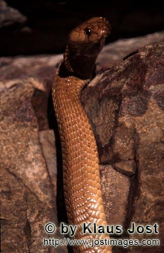 Kapkobra/Cape Cobra/Naja nivea        Golden glaenzt der Koerper der aufgerichteten Kapkobra        