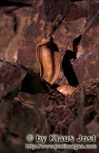 Kapkobra/Cape Cobra/Naja nivea        Aufgerichtete und zuengelnde „Goldene“ Kapkobra        