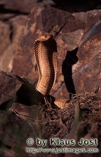 Kapkobra/Cape Cobra/Naja nivea        Aufgerichtete „Goldene“ Kapkobra vor bunten Felsen        