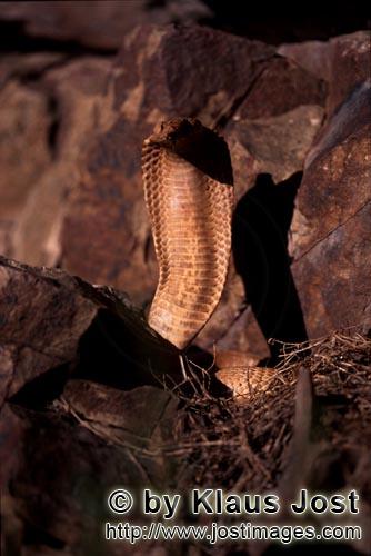 Kapkobra/Cape Cobra/Naja nivea        Aufgerichtete „Goldene“ Kapkobra im Sonnenlicht        