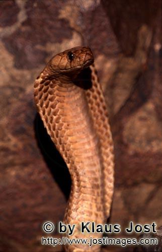 Kapkobra/Cape Cobra/Naja nivea        Die Kapkobra ist eine beeindruckende Schlange        Naja n