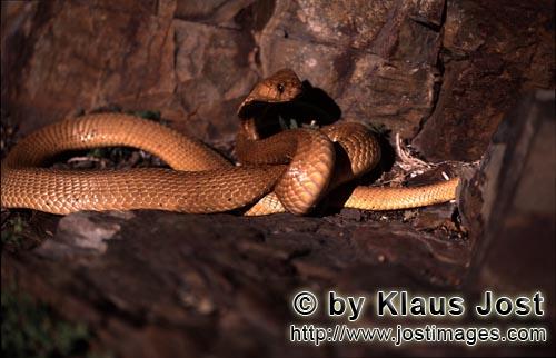 Kapkobra/Cape Cobra/Naja nivea        Eindrucksvolle „Goldene“ Kapkobra im felsigen Gelaende