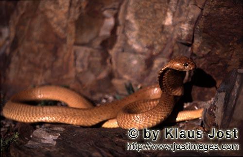 Kapkobra/Cape Cobra/Naja nivea        Faszinierende „Goldene“ Kapkobra hebt den Kopf        N
