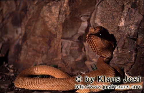 Kapkobra/Cape Cobra/Naja nivea        Faszinierende Kapkobra vor bunter Felswand        Naja nive