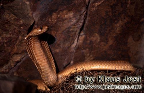 Kapkobra/Cape Cobra/Naja nivea        Aufgerichtete Kapkobra vor bunter Felswand        Naja nive