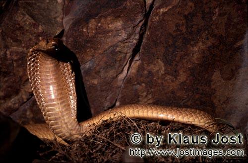 Kapkobra/Cape Cobra/Naja nivea        Aufgerichtete Kapkobra vor bunten Felsen        Naja nivea<