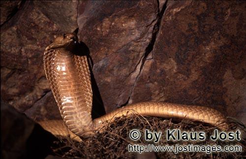 Kapkobra/Cape Cobra/Naja nivea        Aufgerichtete zuengelnde Kapkobra vor Felswand        Naja nive