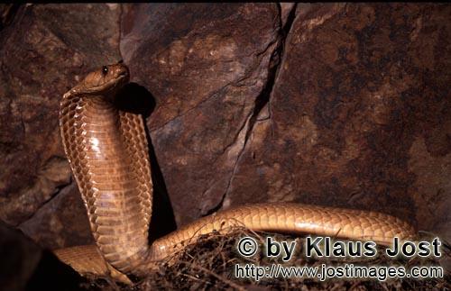 Kapkobra/Cape Cobra/Naja nivea        Aufgerichtete Kapkobra vor Felswand        Naja nivea, 