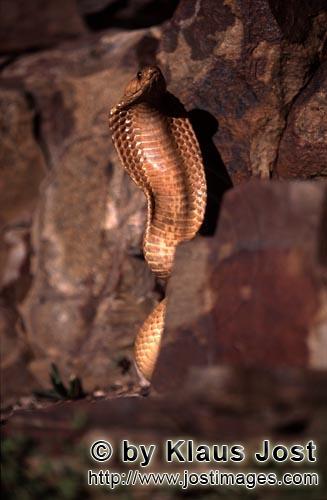 Kapkobra/Cape Cobra/Naja nivea        Aufgerichtete Kapkobra mit bunten Felsen        Naja nivea<