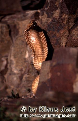 Kapkobra/Cape Cobra/Naja nivea        Aufgerichtete Kapkobra in bunter Felslandschaft        Naja