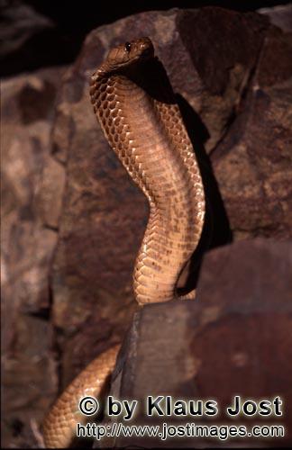 Kapkobra/Cape Cobra/Naja nivea        Aufgerichtete Kapkobra stuetzt sich am Felsen ab        Naj