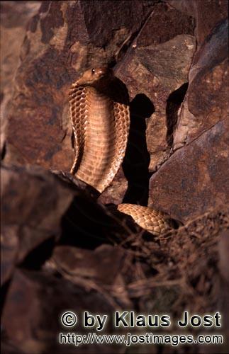 Kapkobra/Cape Cobra/Naja nivea        Aufgerichtete Kapkobra in felsiger Umgebung        Naja niv