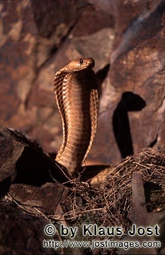 Kapkobra/Cape Cobra/Naja nivea        Aus dem felsigen Gelaende erhebt sich eine Kapkobra         <b
