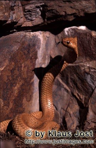 Kapkobra/Cape Cobra/Naja nivea        Aufgerichtete Kapkobra beobachtet Felsspalte        Naja ni