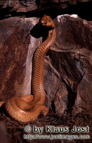 Kapkobra/Cape Cobra/Naja nivea        Aufgerichtete Kapkobra vor bunter Felswand        Naja nive