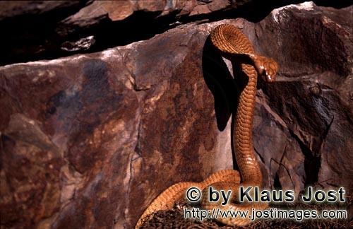 Kapkobra/Cape Cobra/Naja nivea        Aufgerichtete Kapkobra vor Felswand        Naja nivea, 